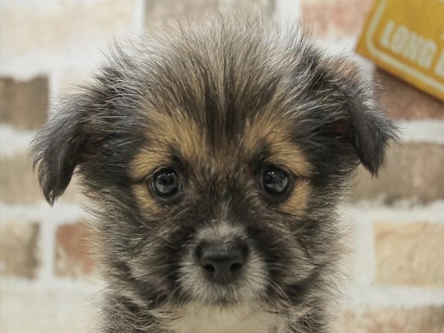 広島県のハーフ犬・ミックス犬 (ペッツワン広島LECT店/2024年5月10日生まれ/男の子/レッドホワイト)の子犬